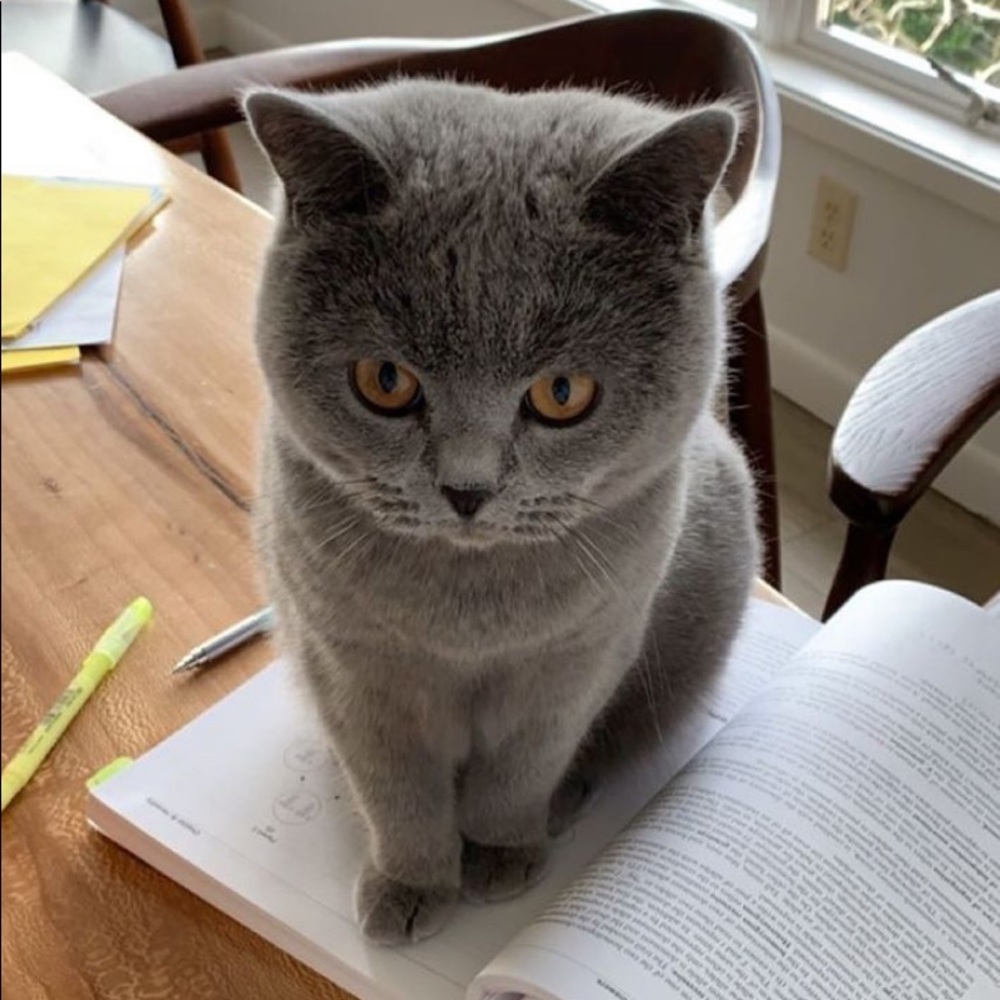 Meet your Posher, Beatrice